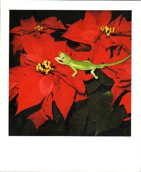 Polaeroid by Nobuyoshi Araki